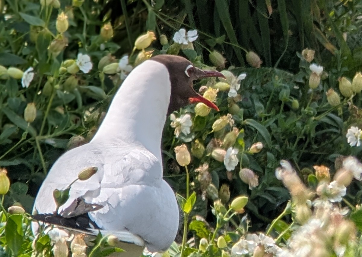 Black-headed Gull - ML637545121