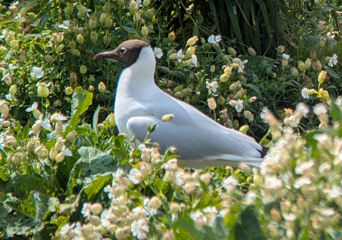 Black-headed Gull - ML637545122