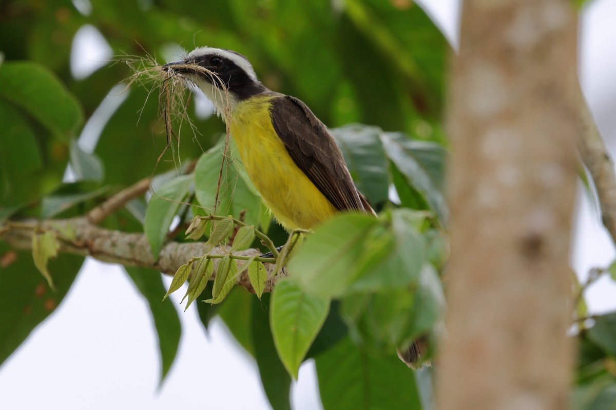 Social Flycatcher - ML637545137