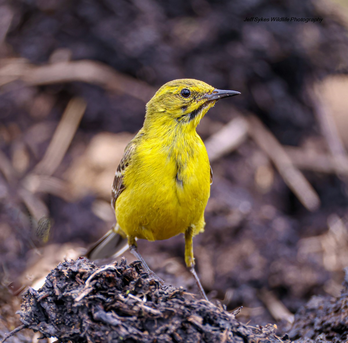 Western Yellow Wagtail - ML637545139