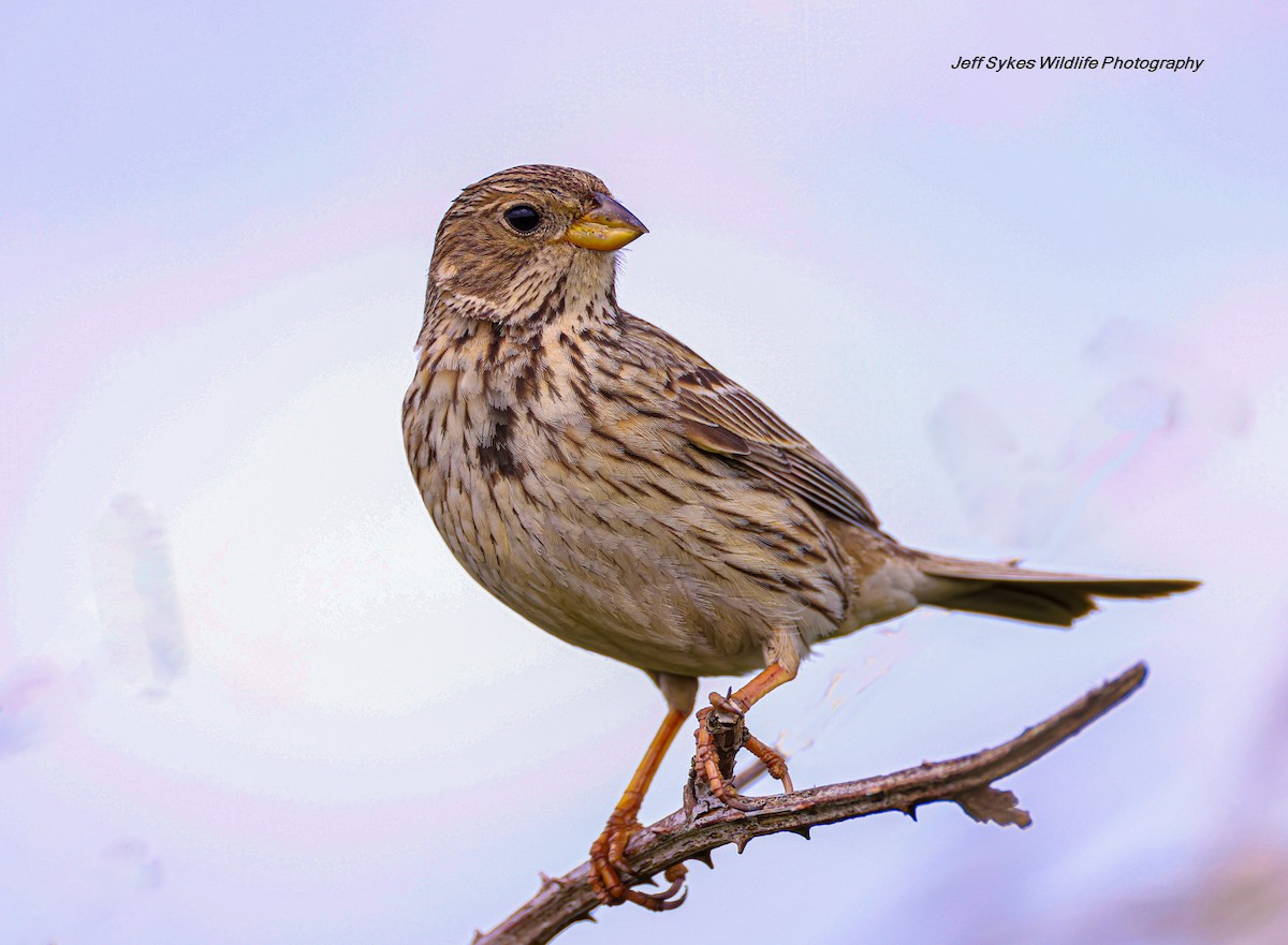 Corn Bunting - ML637545148