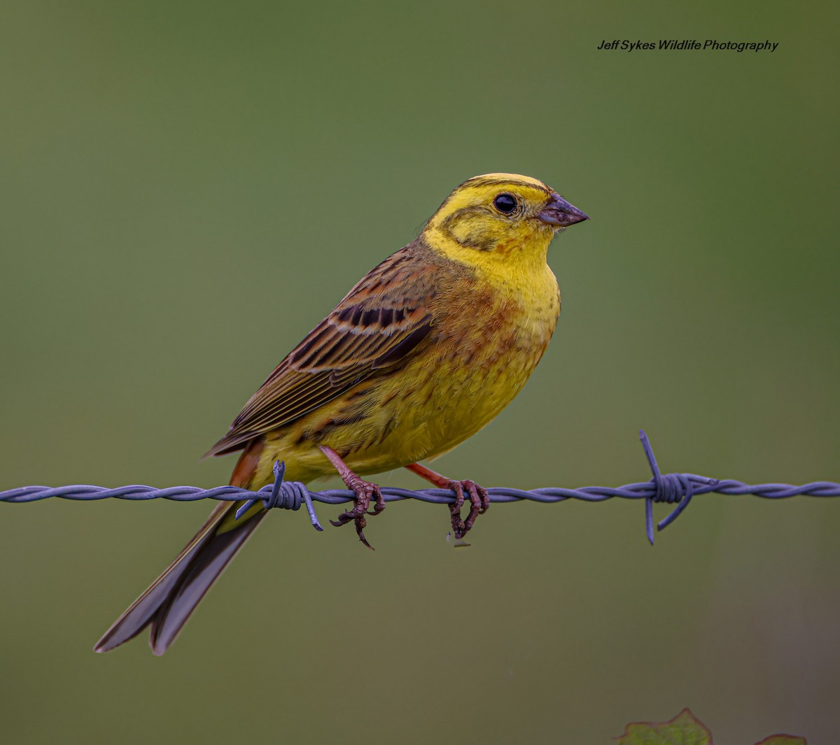 Yellowhammer - ML637545149