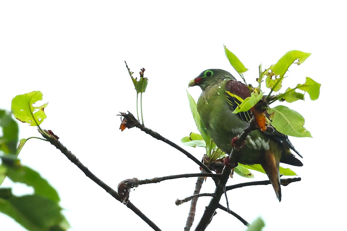 Thick-billed Green-Pigeon - ML637545168