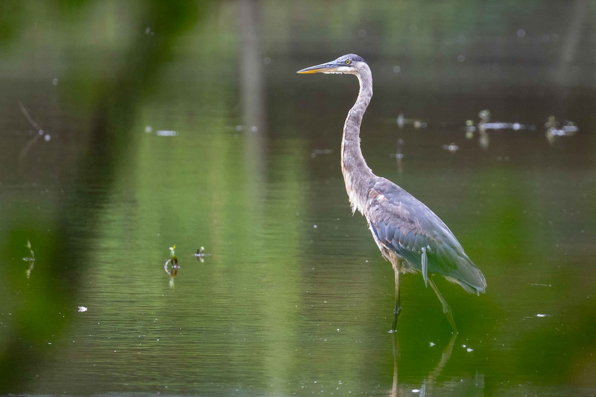 Great Blue Heron - ML637545173