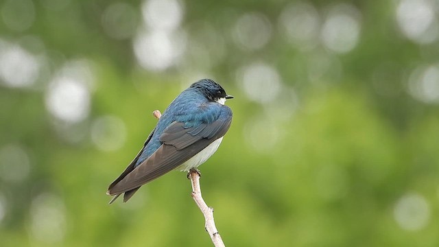 Tree Swallow - ML637545174