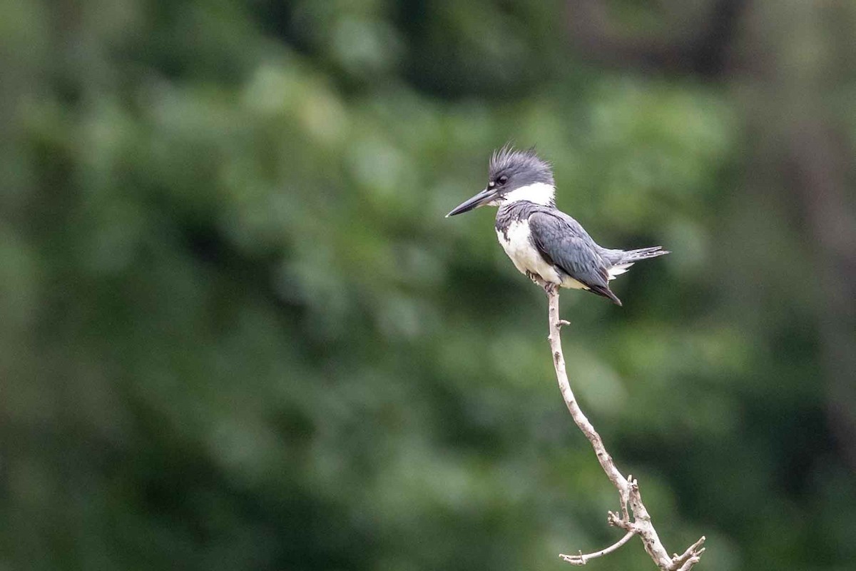 Belted Kingfisher - ML637545177