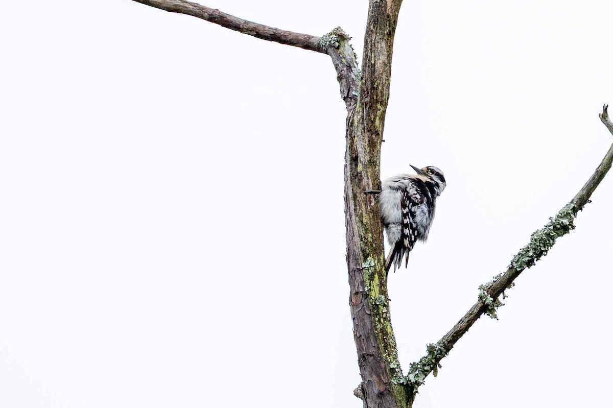 Downy Woodpecker - ML637545211