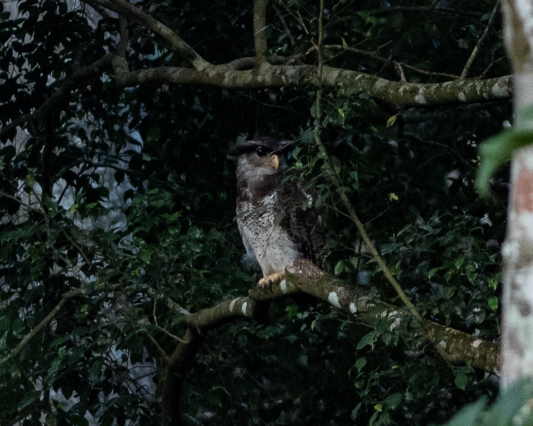Barred Eagle-Owl - ML637545214