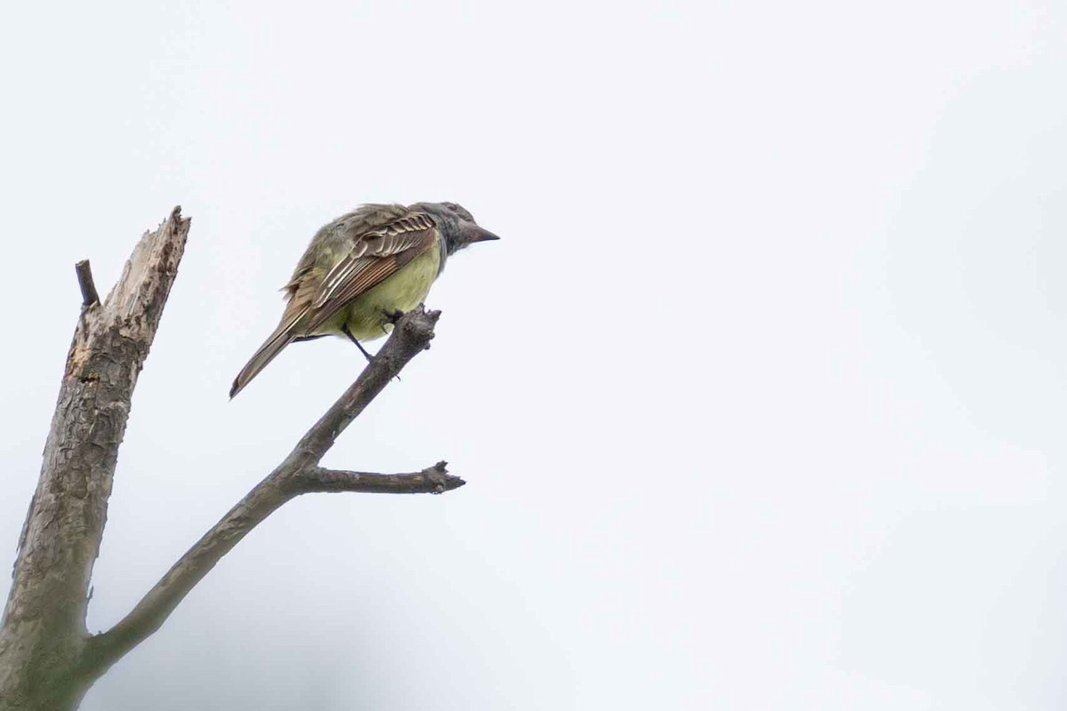 Great Crested Flycatcher - ML637545220