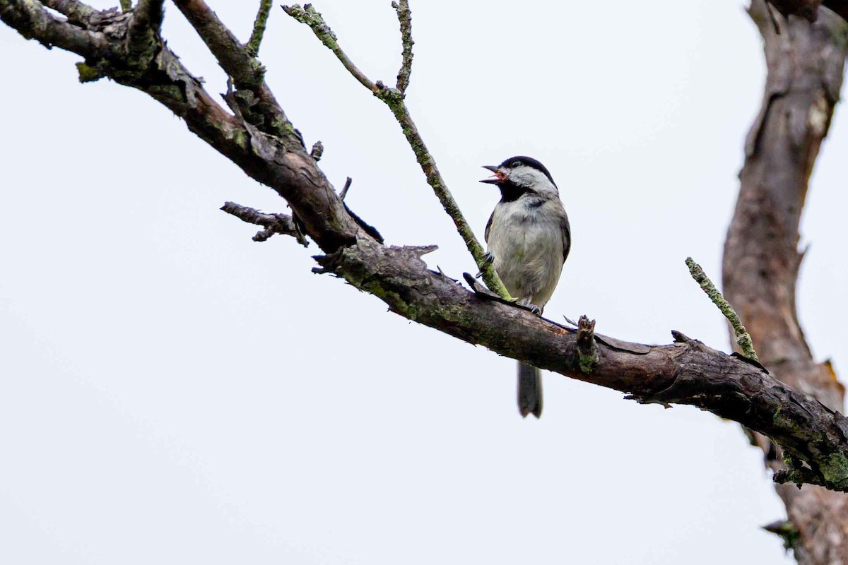 Carolina Chickadee - ML637545223