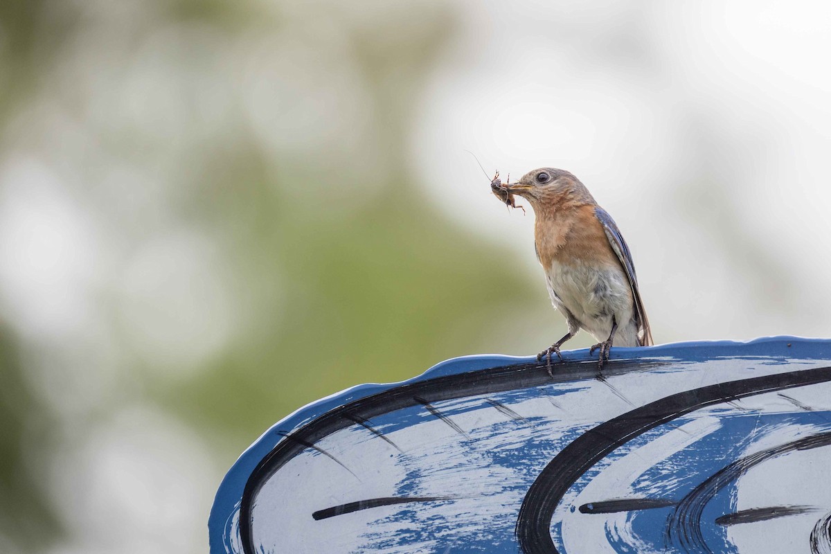 Eastern Bluebird - ML637545230