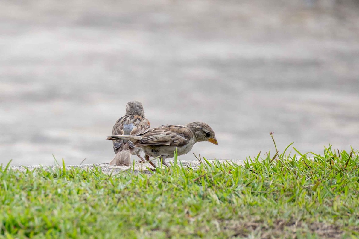 House Sparrow - ML637545239