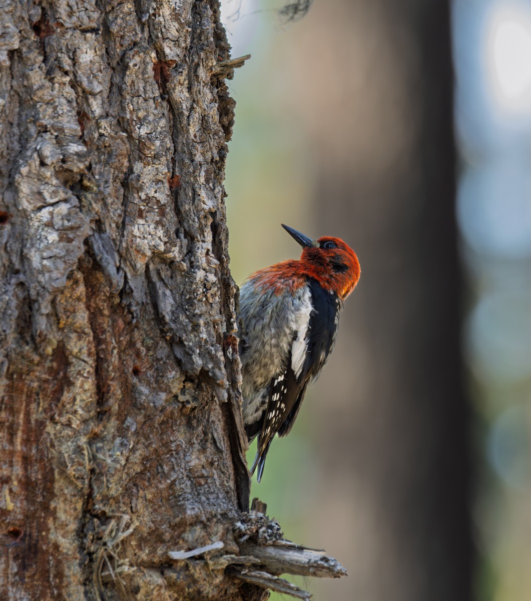 Red-breasted Sapsucker - ML637545257