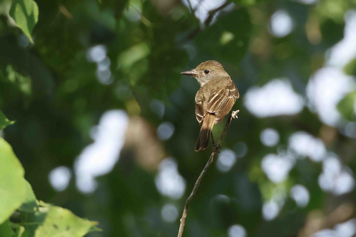 Great Crested Flycatcher - ML637545284