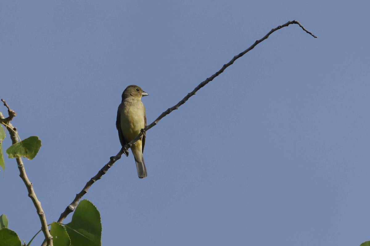 Painted Bunting - ML637545292