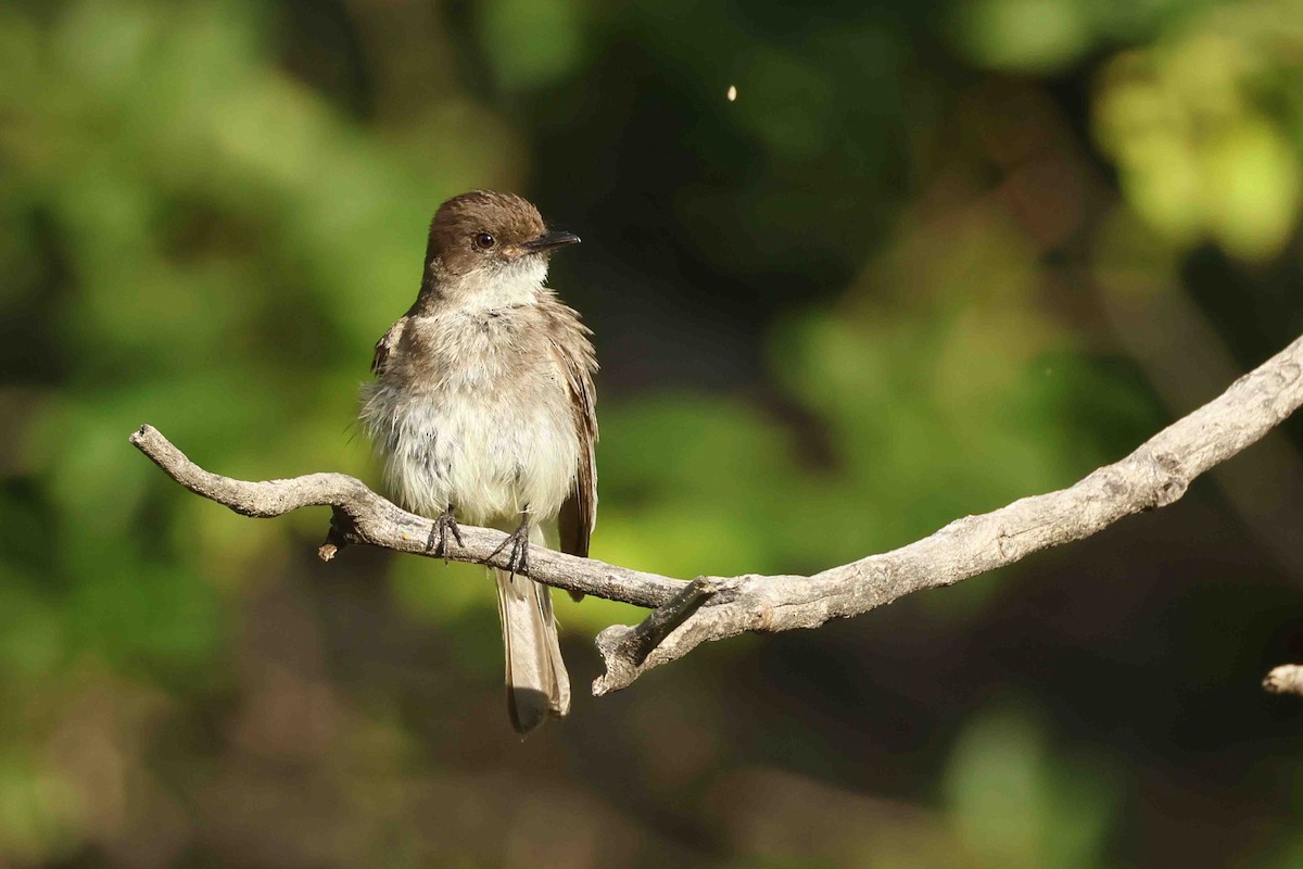 Eastern Phoebe - ML637545299