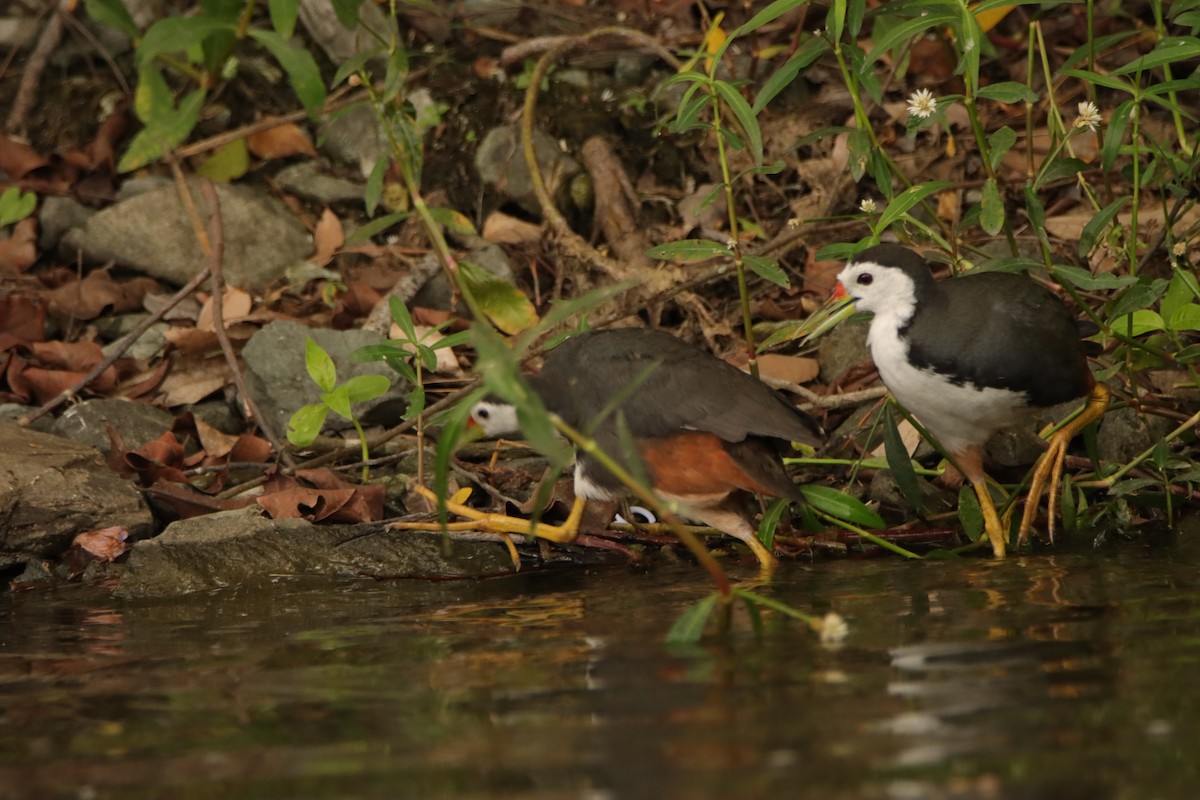 White-breasted Waterhen - ML637545307