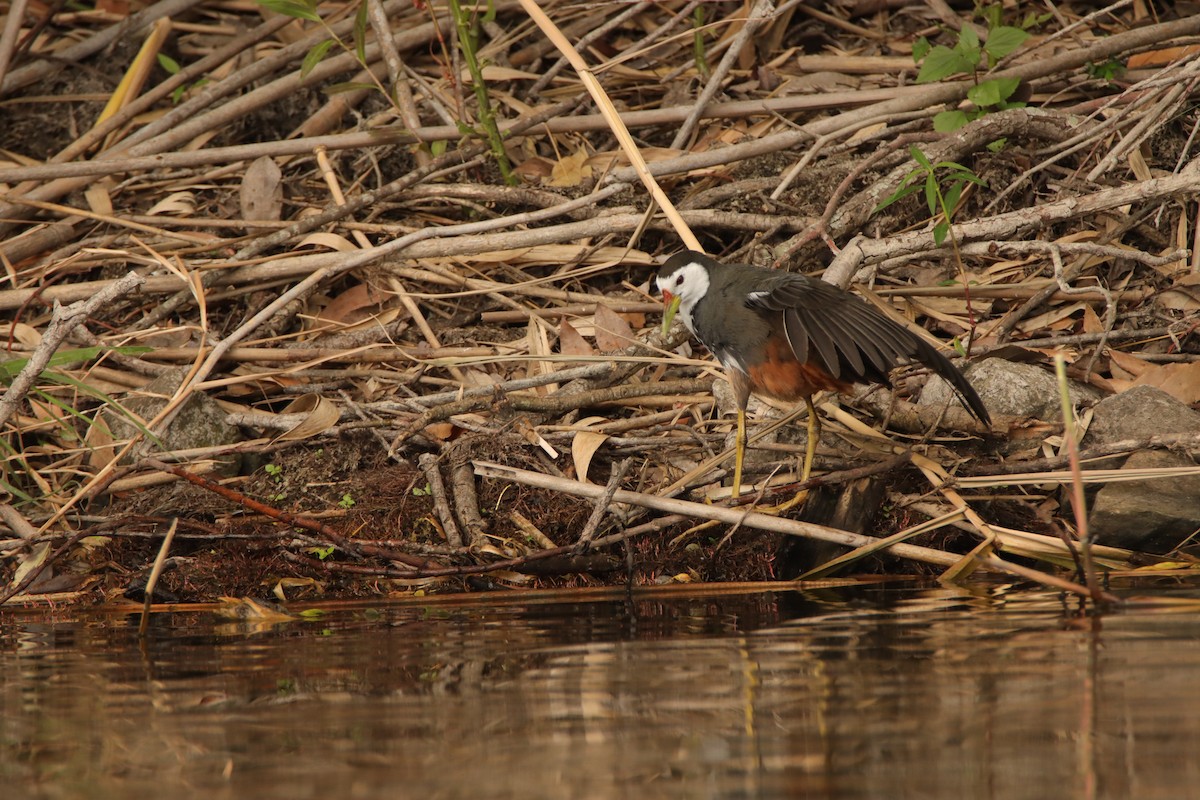 White-breasted Waterhen - ML637545308