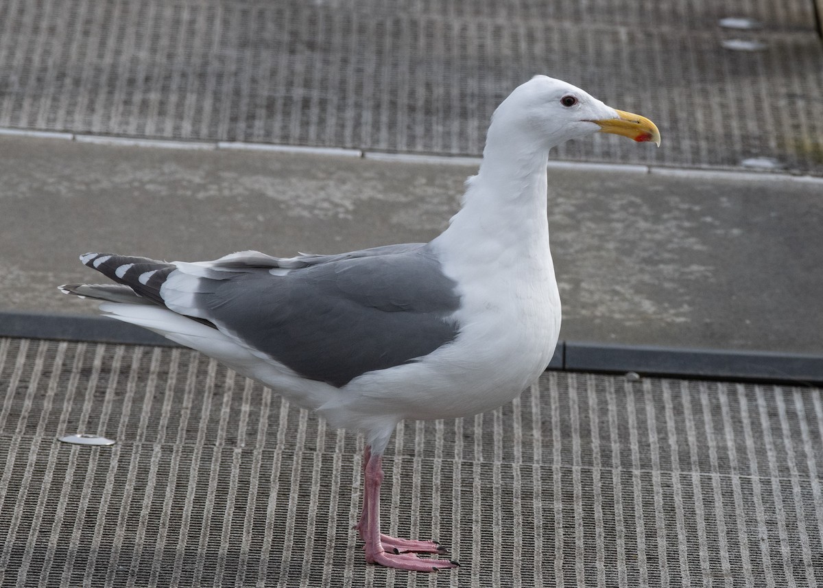 Western x Glaucous-winged Gull (hybrid) - ML637545327