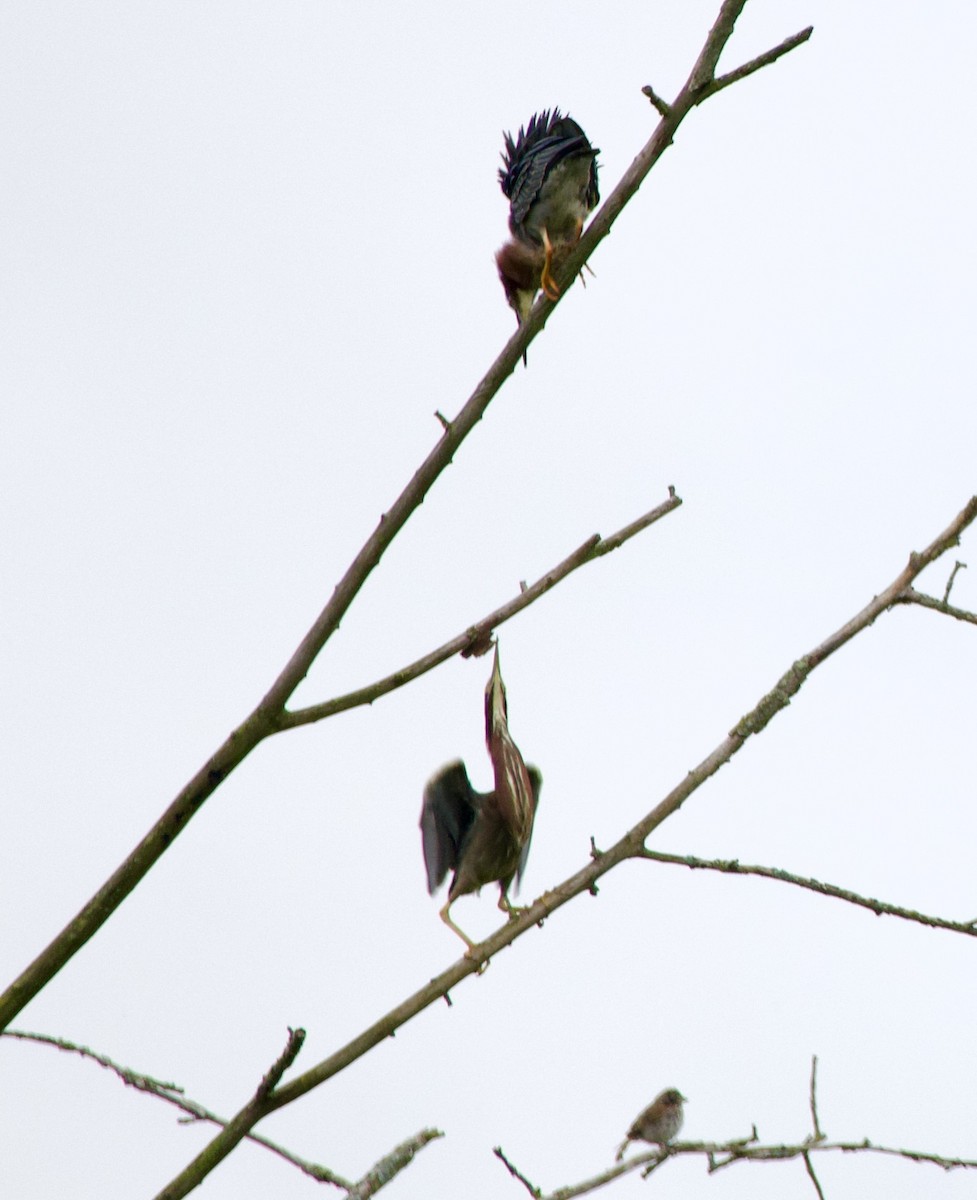 Green Heron - ML637545341