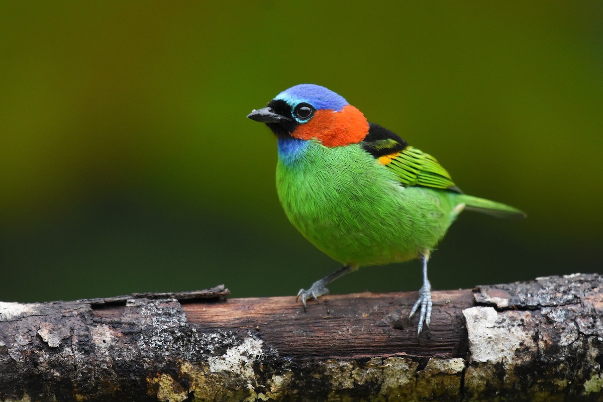 Red-necked Tanager - ML637545347
