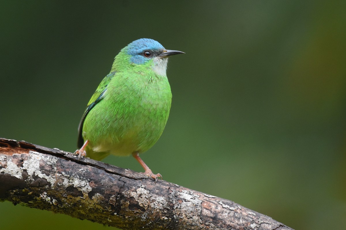 Blue Dacnis - ML637545356