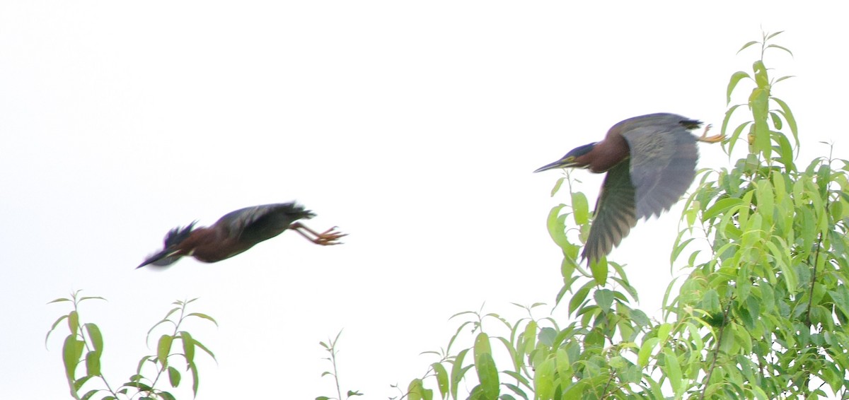Green Heron - ML637545357