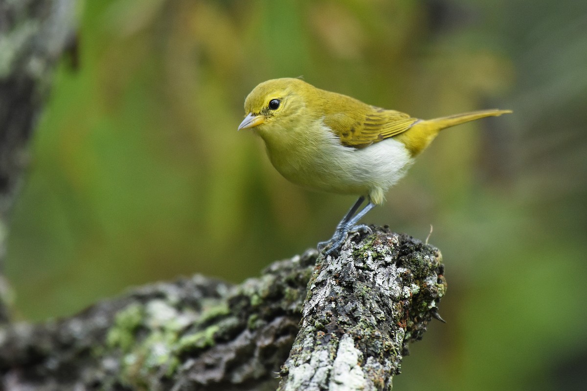 Rufous-headed Tanager - ML637545360