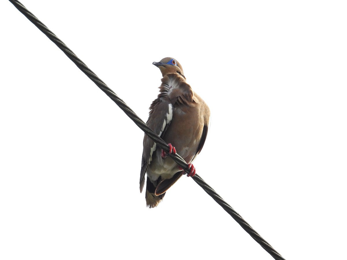 White-winged Dove - ML637545390