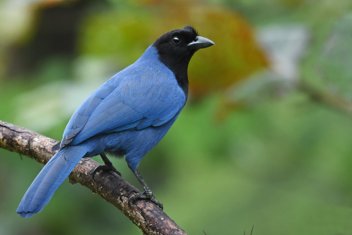 Azure Jay - ML637545394