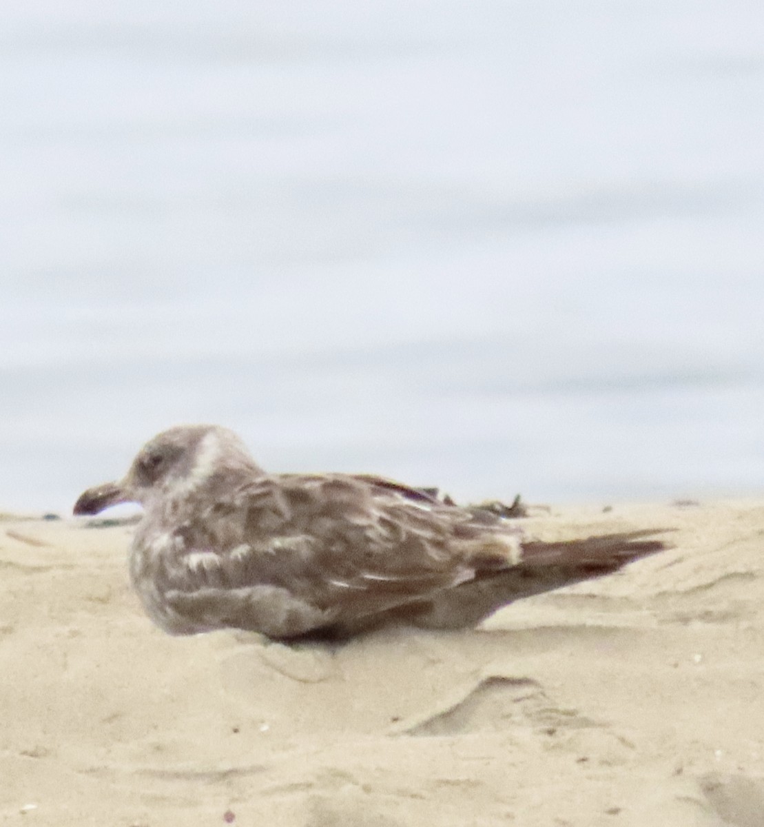Western Gull - ML637545399