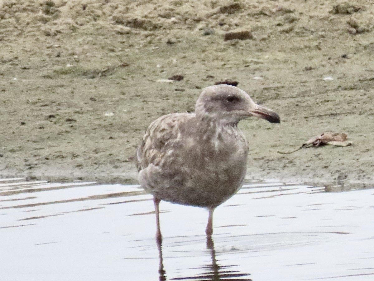Western Gull - ML637545400