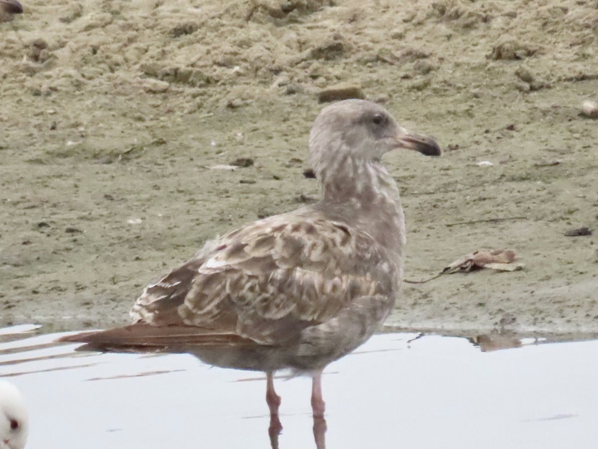 Western Gull - ML637545401