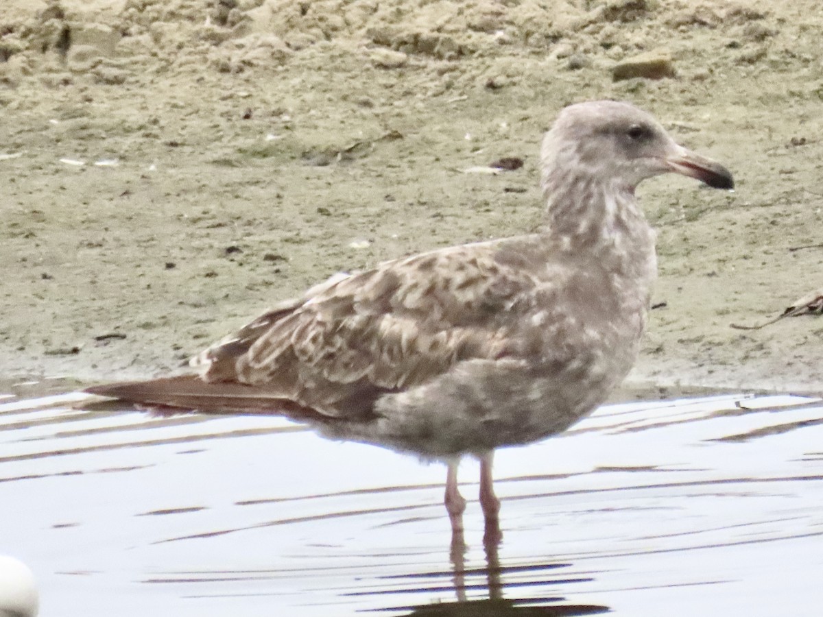 Western Gull - ML637545402