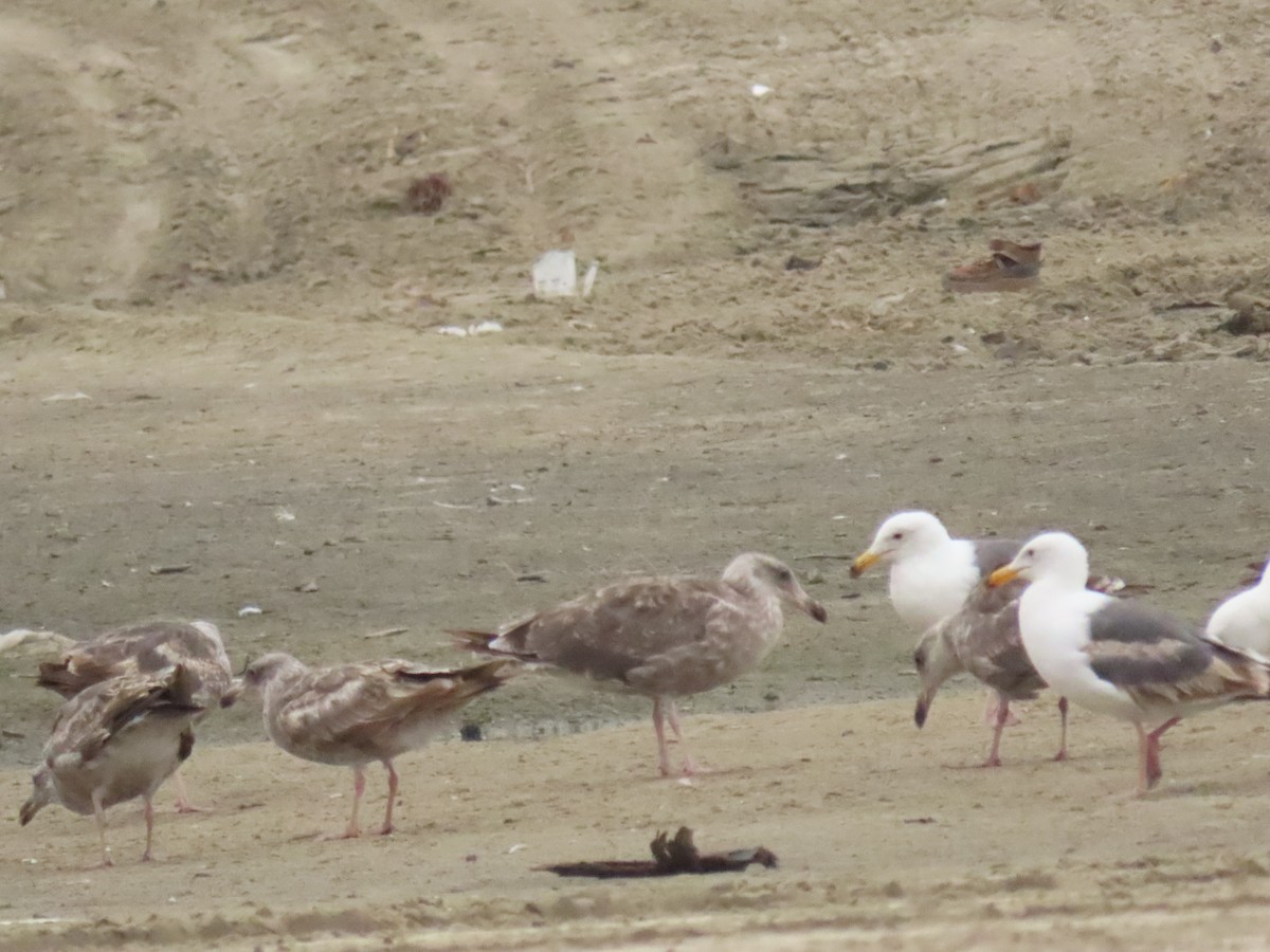 Western Gull - ML637545403