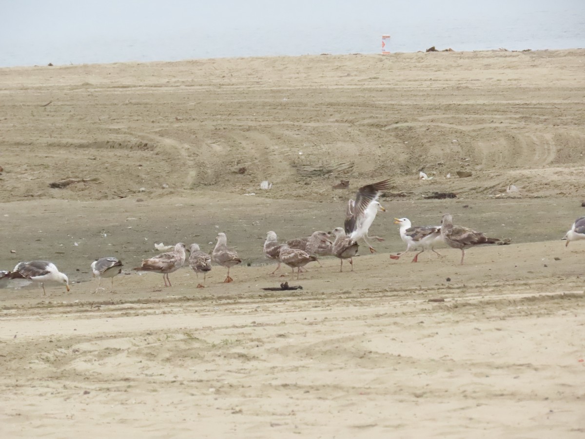 Western Gull - ML637545404