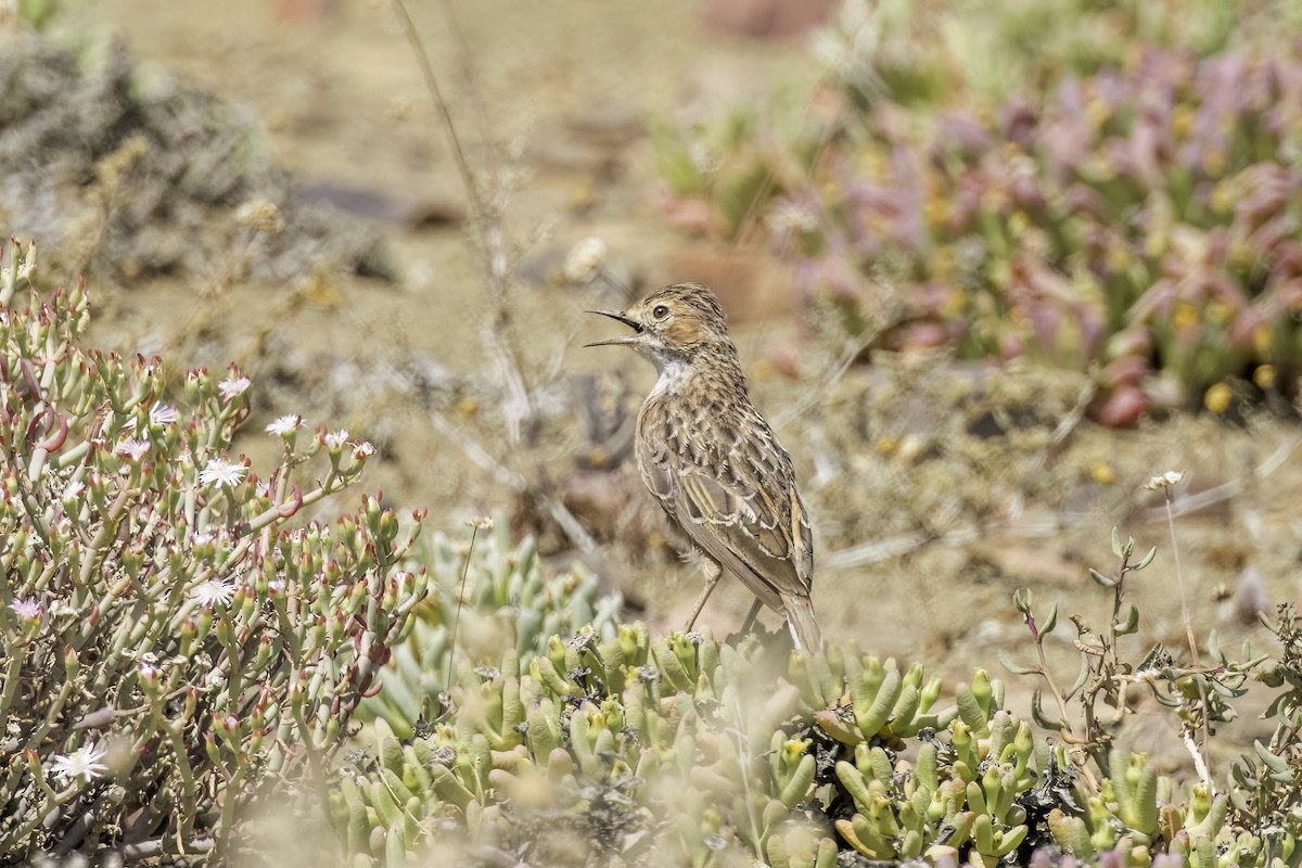 Spike-heeled Lark - ML637545426