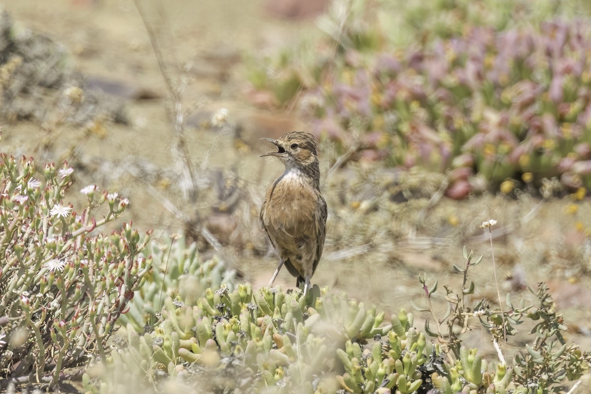 Spike-heeled Lark - ML637545427