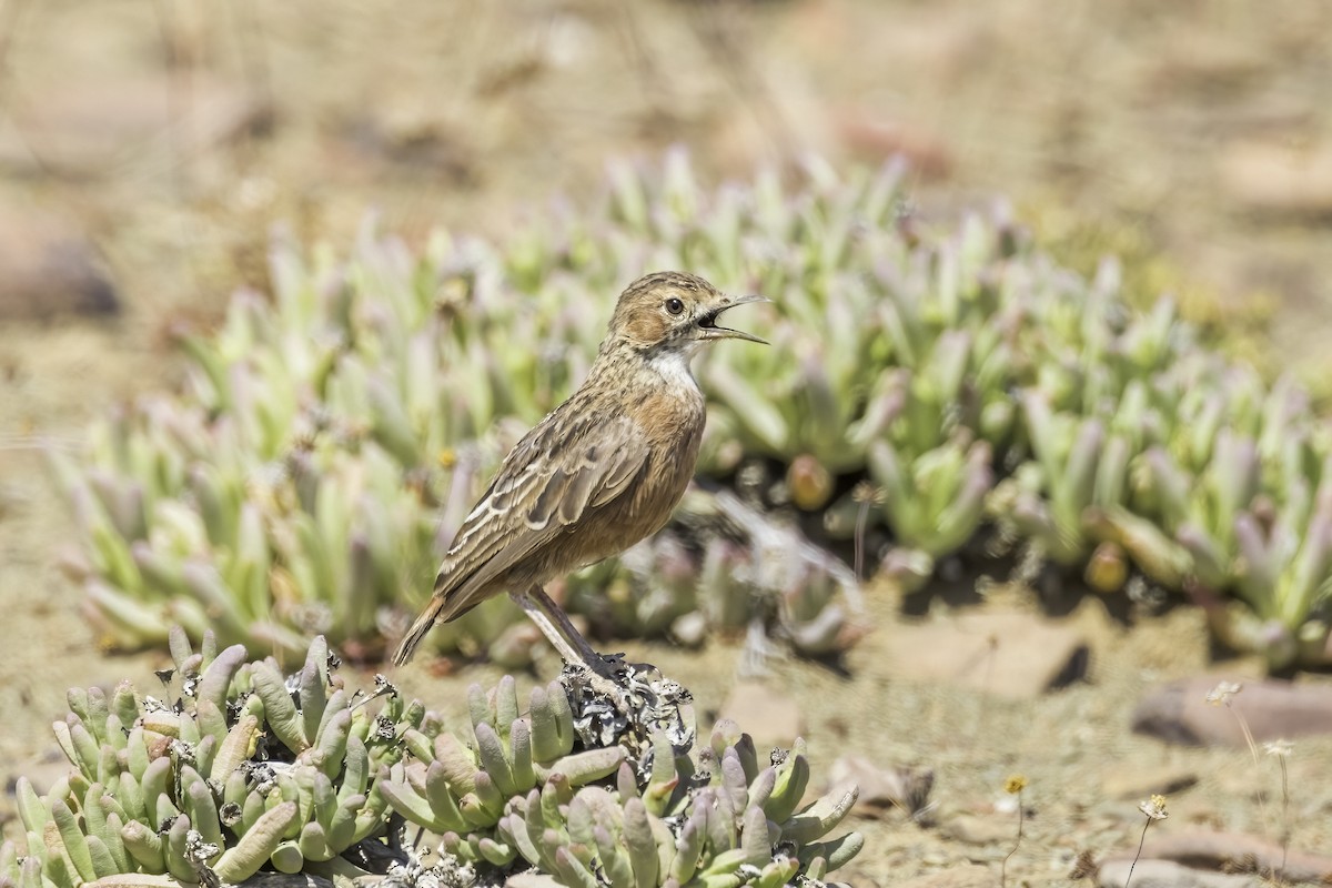 Spike-heeled Lark - ML637545428