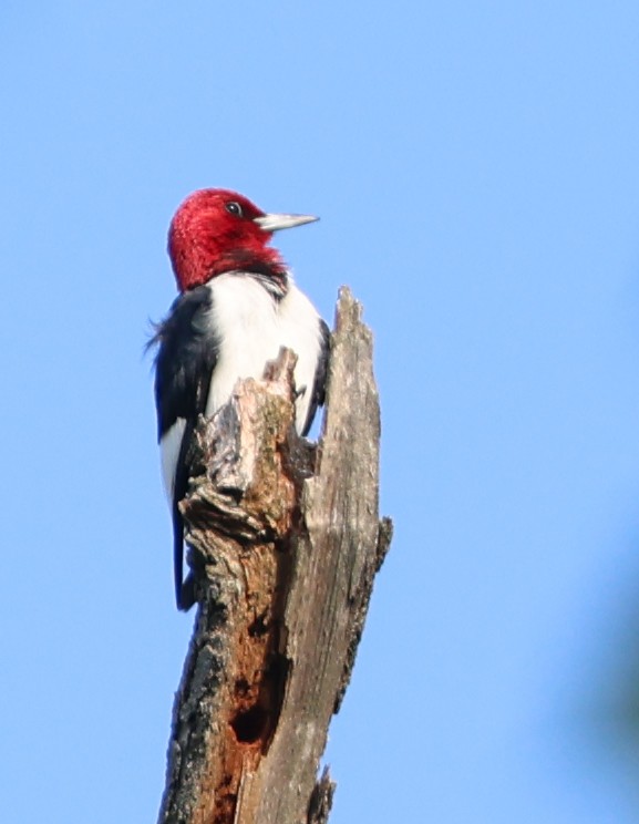 Red-headed Woodpecker - ML637545482
