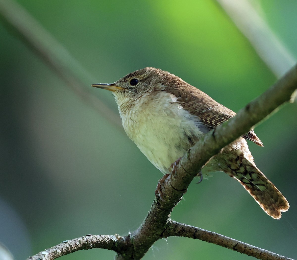 Northern House Wren - ML637545488