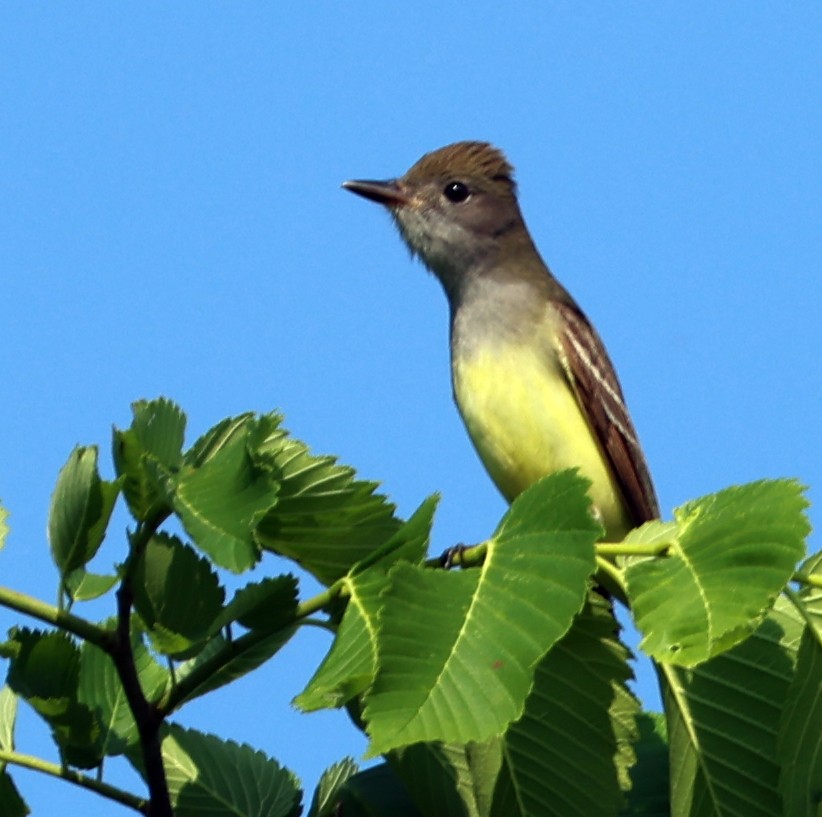 Great Crested Flycatcher - ML637545497