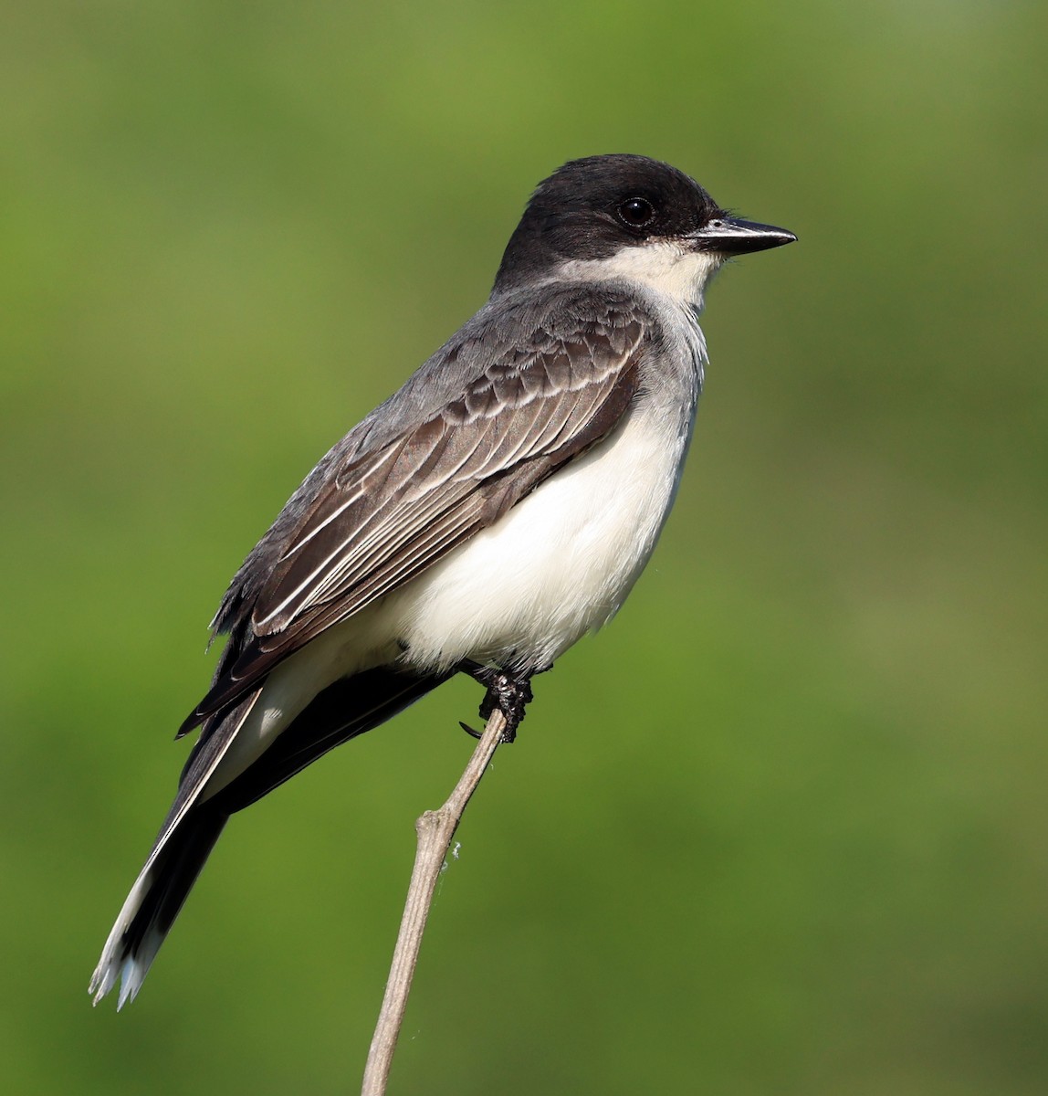 Eastern Kingbird - ML637545499