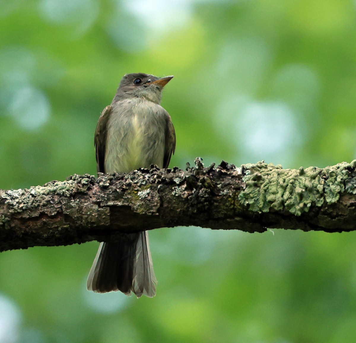 Eastern Wood-Pewee - ML637545502