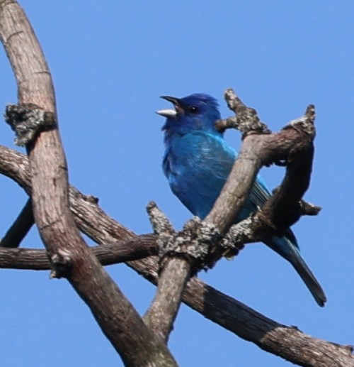 Indigo Bunting - ML637545507