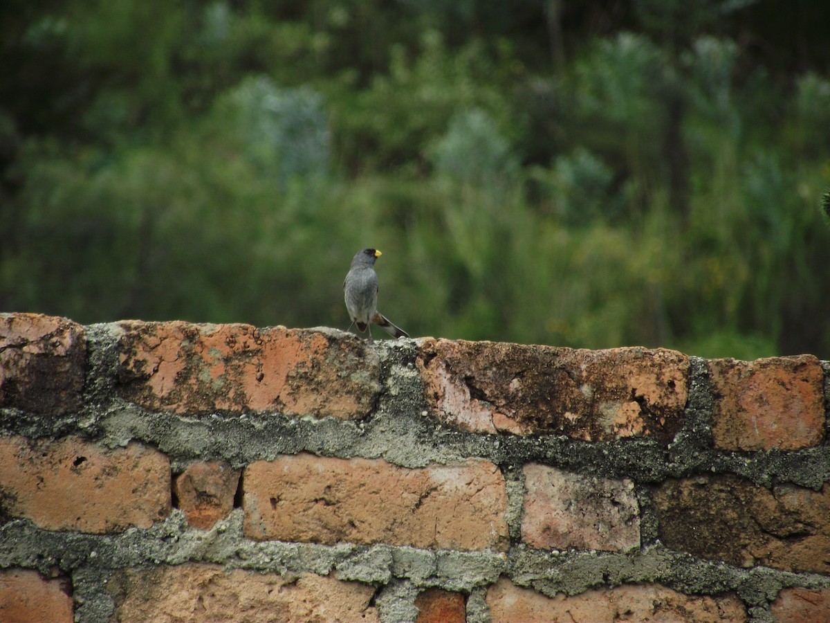 Band-tailed Seedeater - ML637545510