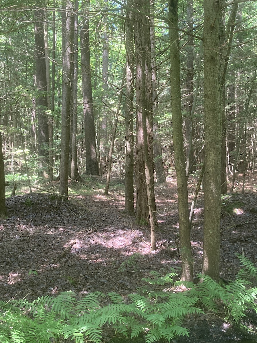 null - ML637545571