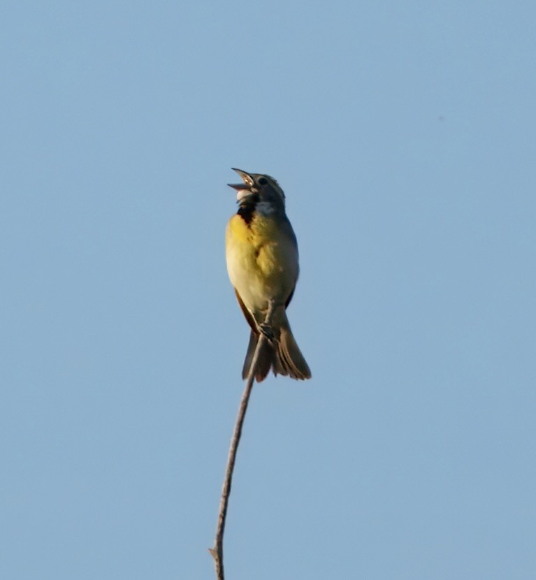 Dickcissel - ML637545605