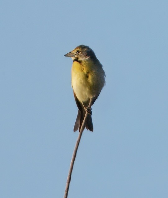 Dickcissel - ML637545606