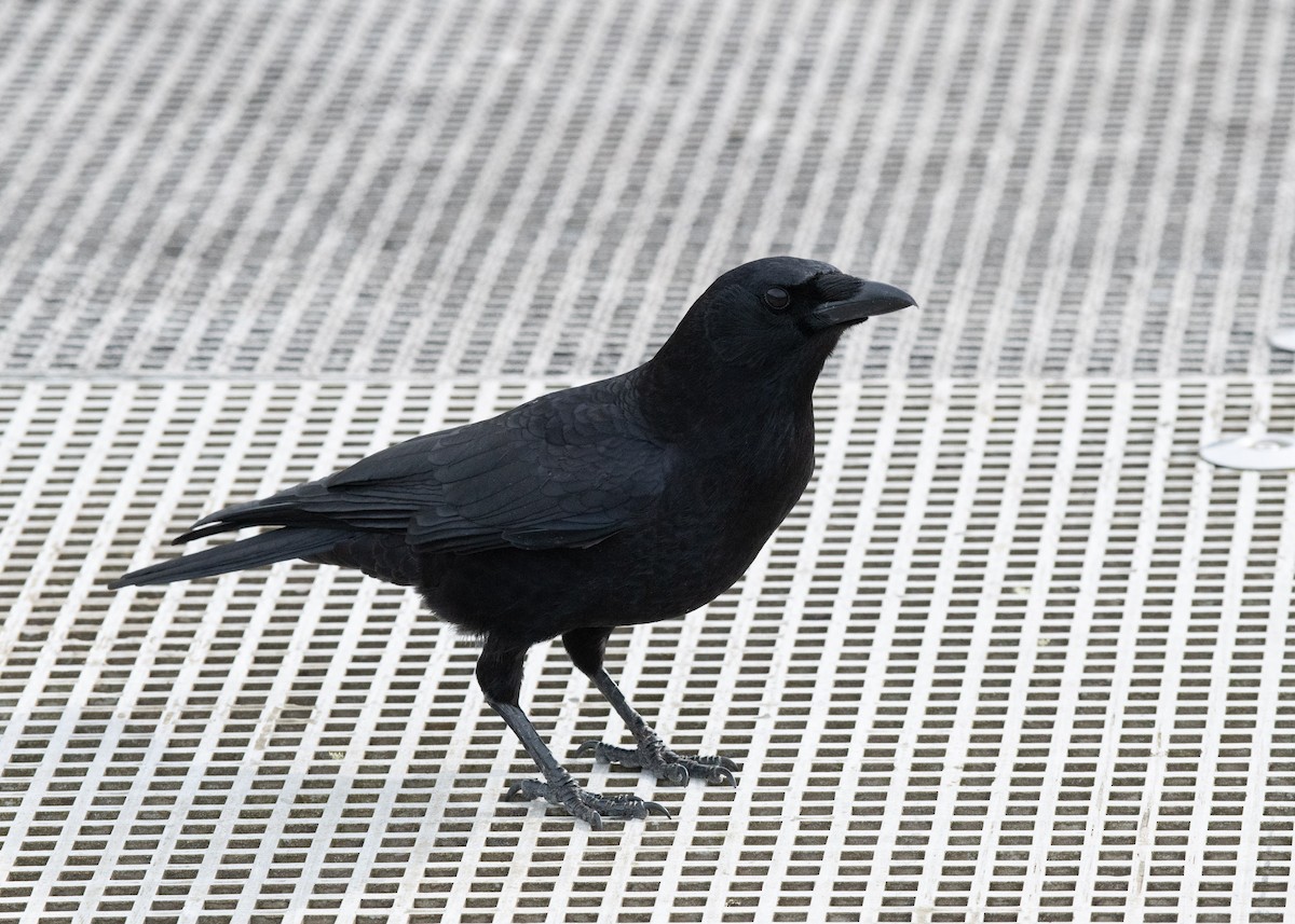 American Crow - ML637545611